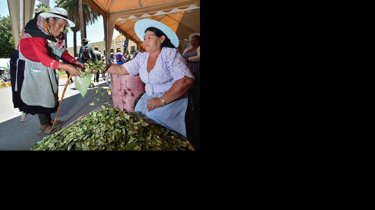 
Campesinos celebran el "Día Nacional de Acullicu" o masticado de la hoja de coca, el jueves, en Cochabamba (Bolivia). La celebración busca demostrar que el masticado de coca es un hábito que no daña la salud y que la planta en su estado natural no es una droga.  
