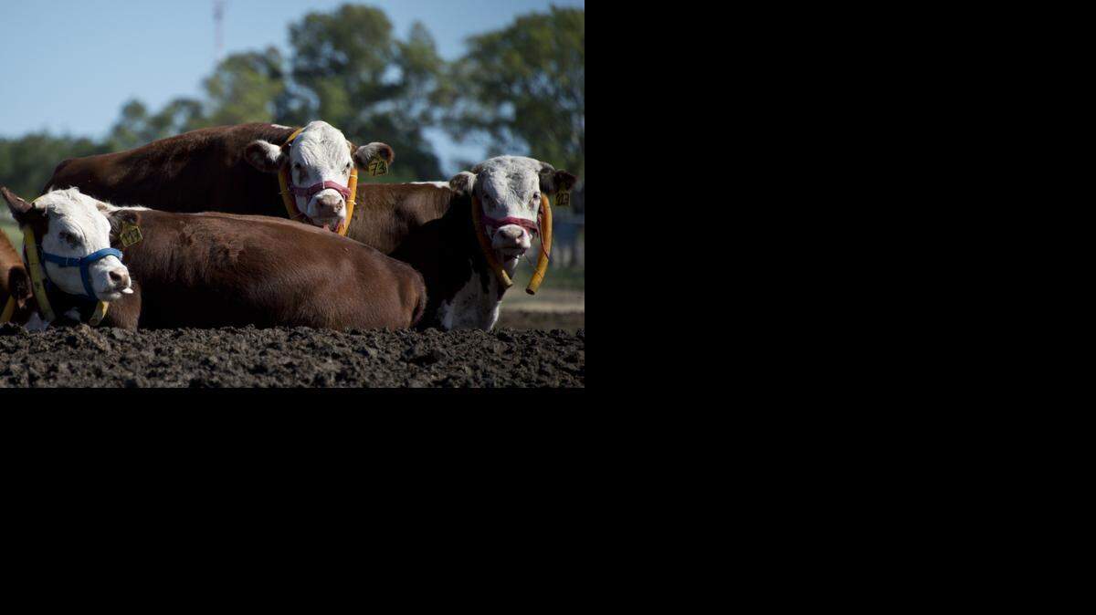 
Uruguay es el país con más superficie agrícola apta por habitante del mundo y probablemente el único con cuatro vacas por persona.
