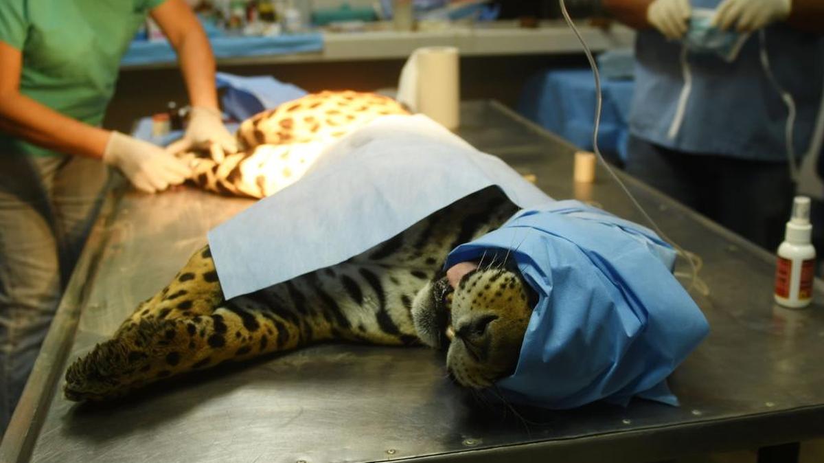 Un jaguar llamado Greco es operado en el Zoológico Nacional de El Salvador en San Salvador el 20 de marzo de 2017. El animal, maltratado por los domadores de un circo, fue rescatado por la policía y el personal del zoológico.