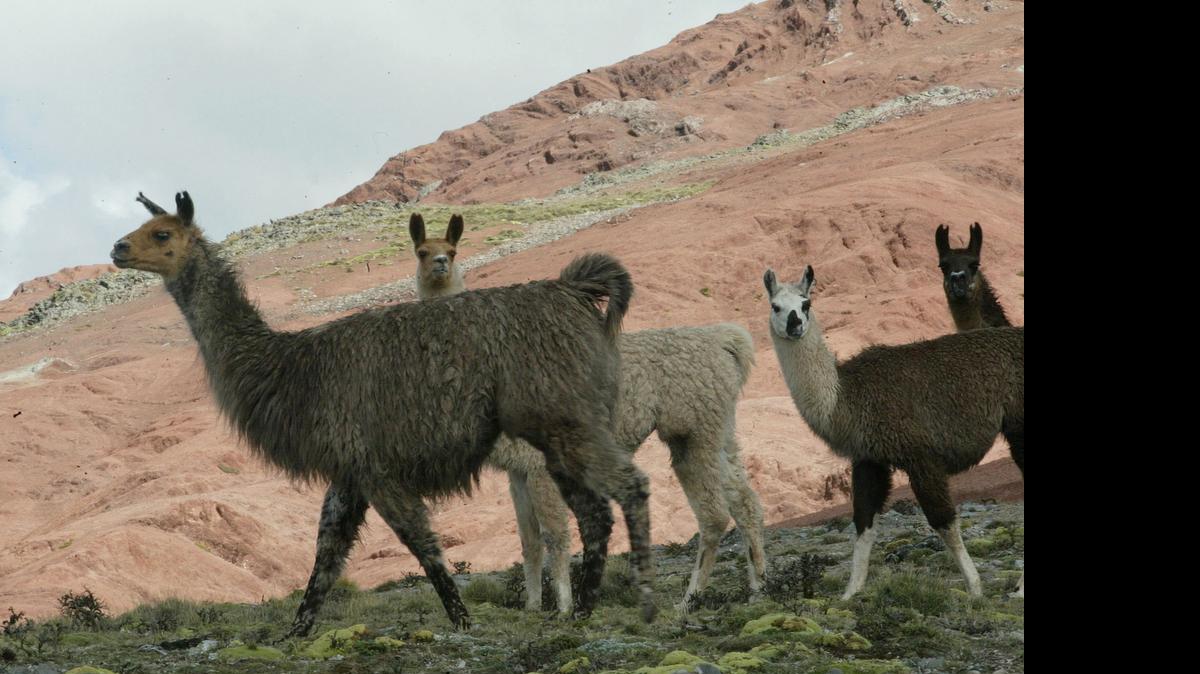 
Miles de alpacas han muerto de frío y hambre en los Andes peruanos, lo que significa una situación muy grave para la economía de los pueblos indígenas que habitan la región.
