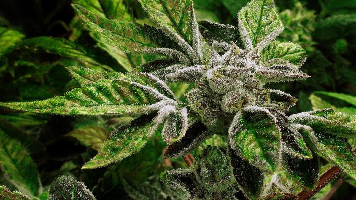 Plantas de marihuana en un centro de cultivo de esa planta con fines medicinales, en Albion.