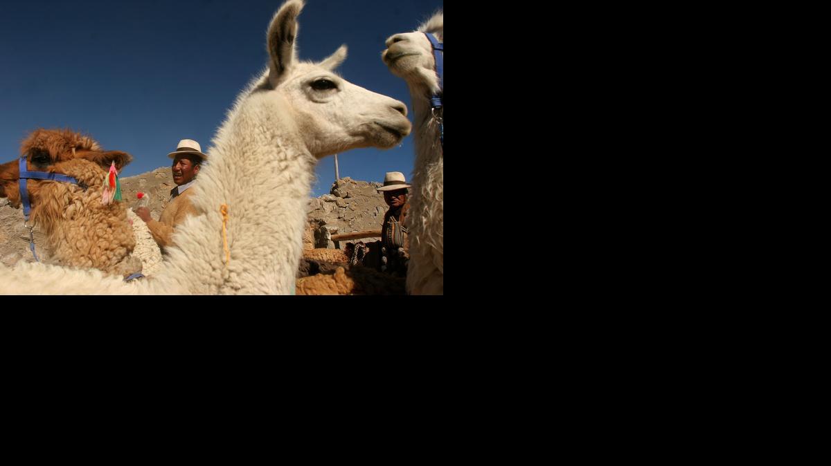 
Una familia Aymara cuidando su rebaño de alpacas. La lana de alpaca en Perú y Bolivia es una industria en crecimiento, porque es extremadamente apreciada en los mercados internacionales.

