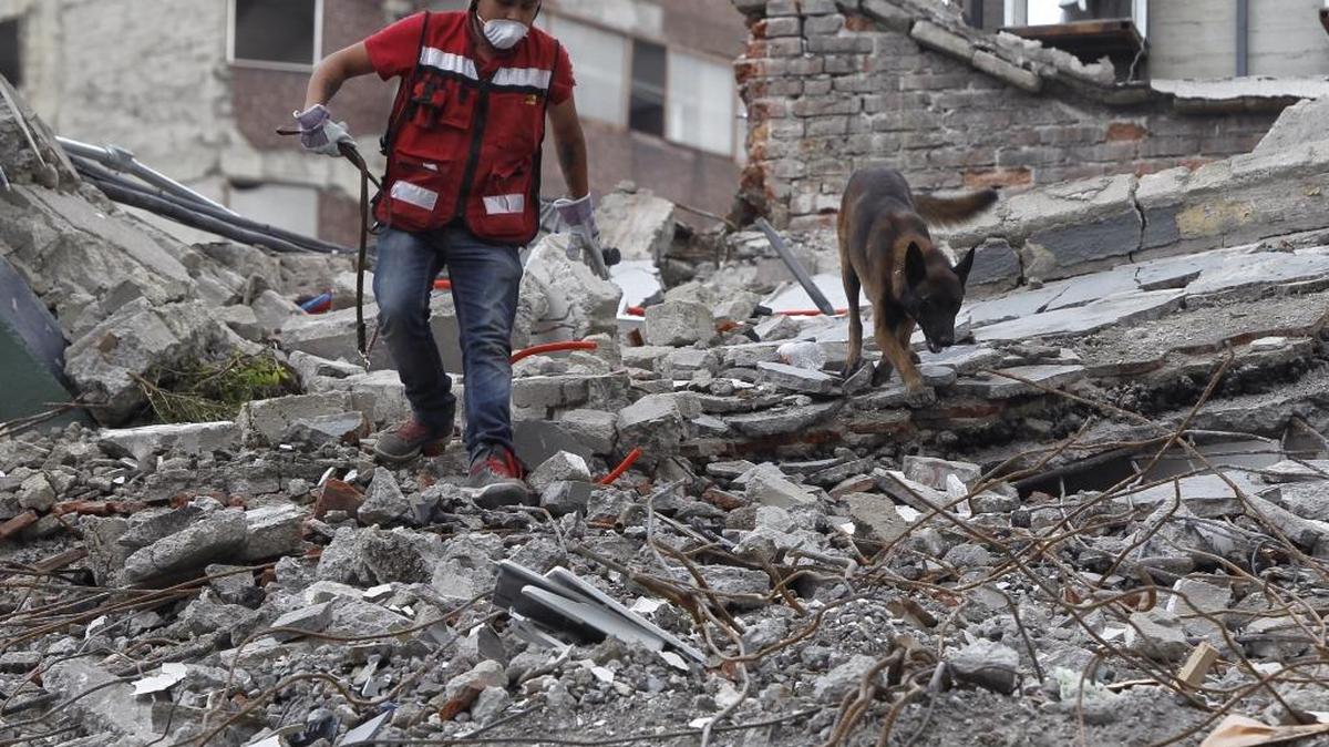 El perro mexicano "Chichí", que logró identificar el sitio exacto de personas con vida cuando ya se había abandonado la búsqueda en un edificio colapsado, camina junto a su entrenador el jueves 21 de septiembre de 2017, en Ciudad de México (México), tras el sismo de magnitud 7.1 en la escala de Richter, que sacudió fuertemente la capital mexicana este martes 19 de septiembre, justo cuanto se cumplían 32 años del poderoso terremoto que provocó miles de muertes en 1985.