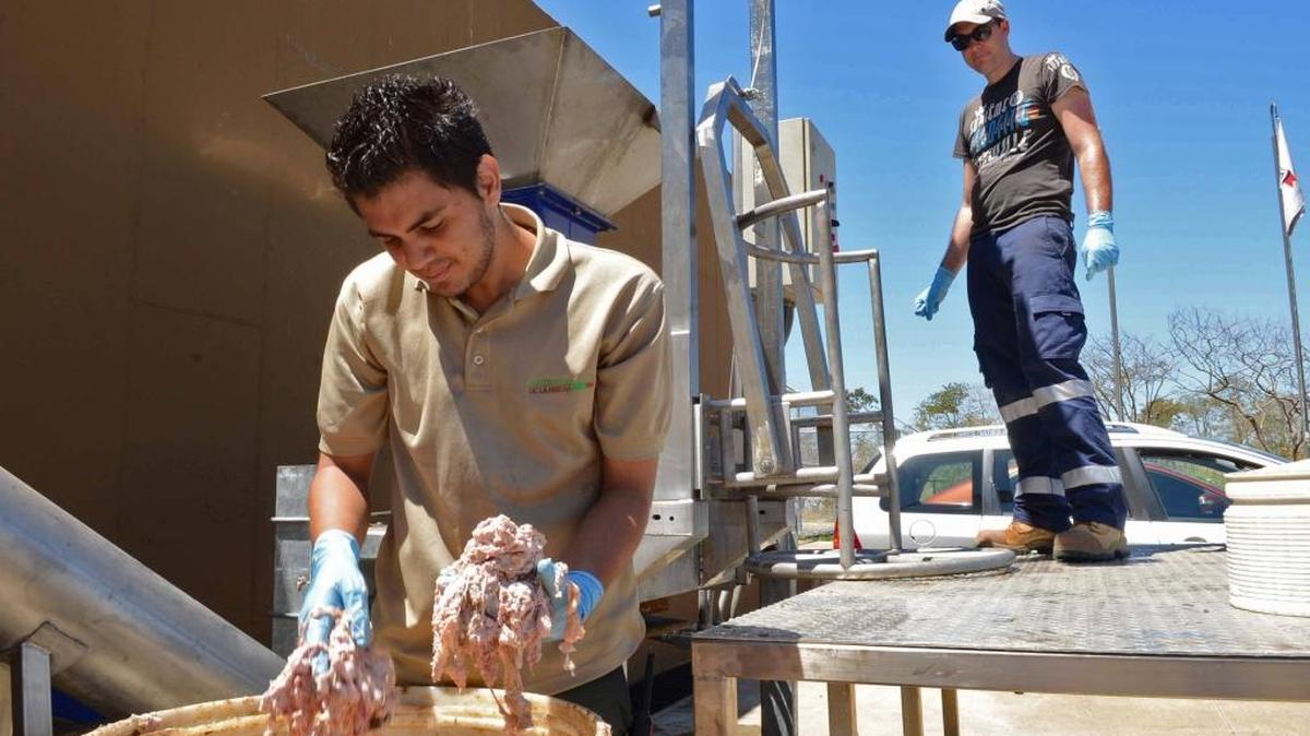 Trabajadores procesan residuos de boñiga, sangre y otros restos orgánicos para transformarlos en energía, en un matadero de Costa Rica.