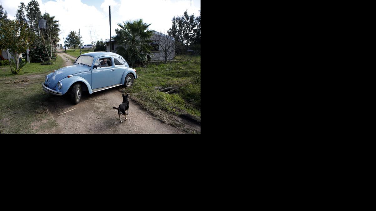 
Fotografía tomada el 16 de mayo de 2013, del presidente uruguayo, José Mujica, con su automóvil Volkswagen en su casa en Montevideo (Uruguay).
