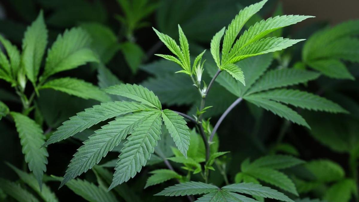 Un cultivo de marihuana medicinal. Foto de archivo.