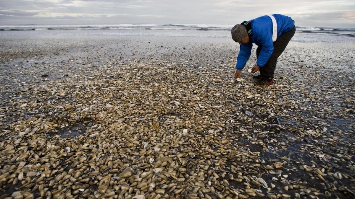 Los cerca de 150,000 habitantes del archipiélago dependen de una u otra forma de los mariscos y su actual toxicidad afecta a los centros turísticos no solo de Chiloé sino que de gran parte del país.