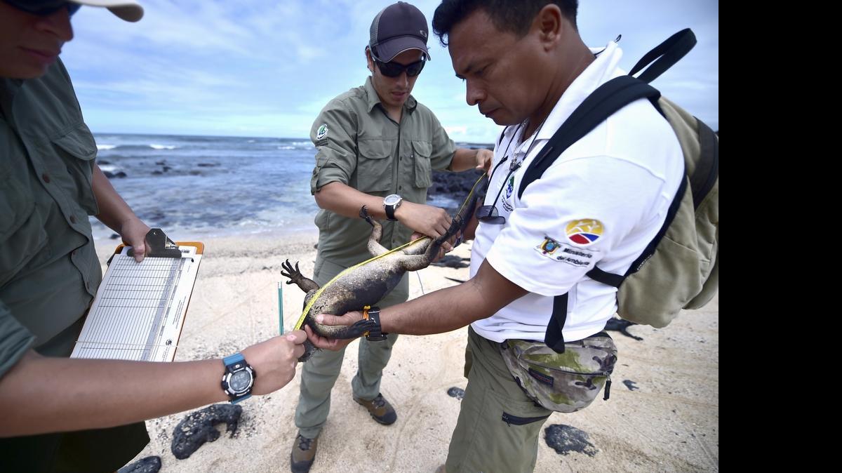 
Alberto Proano (izq.), Carlos Rueda (cen.) y Eduardo Espinoza, científicos del parque nacional Galápagos, en Ecuador, miden iguanas marinas en una playa de la isla Santa Cruz, a medidados de julio.

