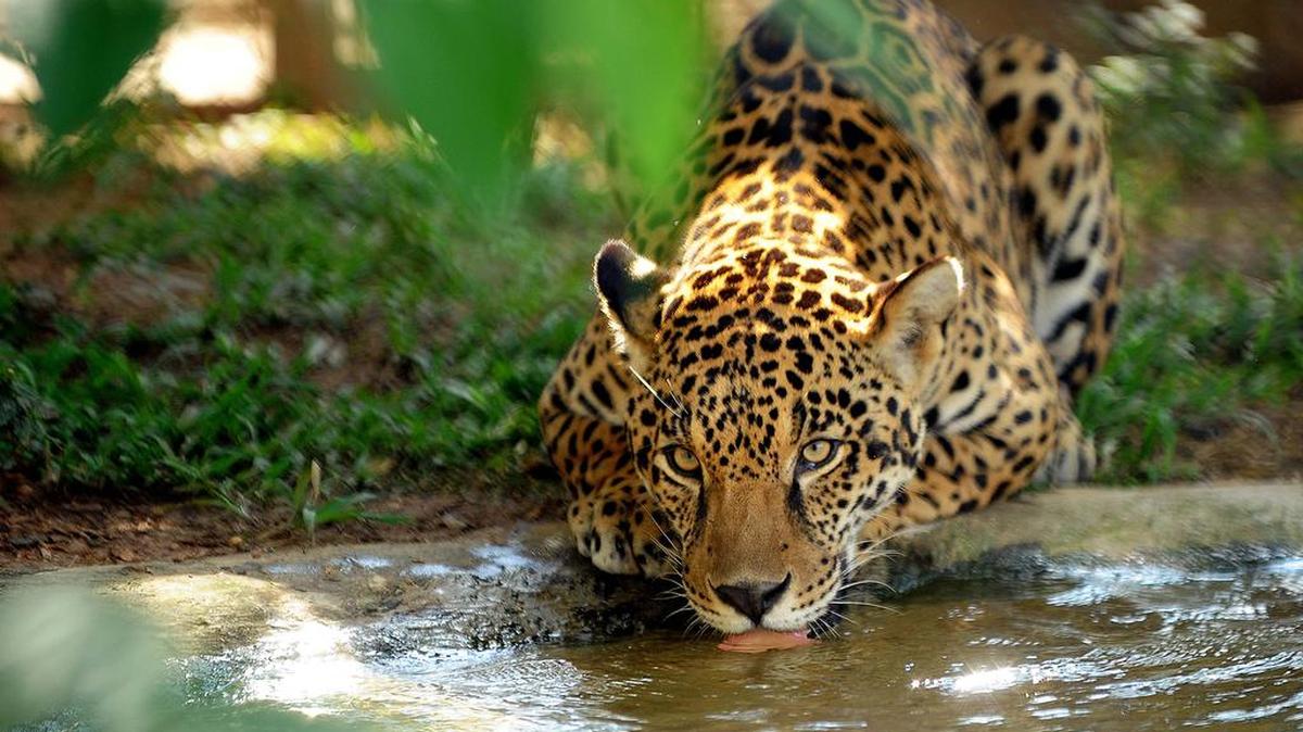 Un jaguar en cautiverio bebe agua en un recinto en Petro Velho Granja, un refugio de la organización no gubernamental NEX en Corumbá de Goiás, a unos 80 km de Brasilia, el 11 de enero de 2013.