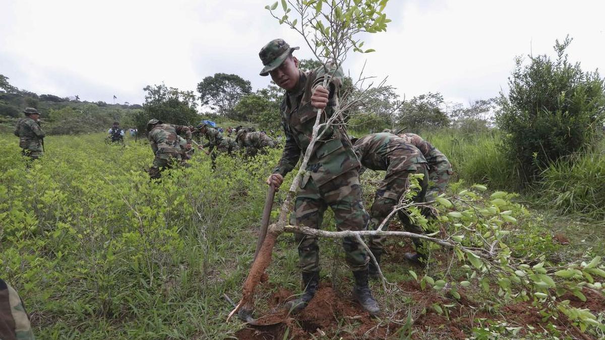 Efectivos de las fuerzas de tarea conjunta eliminan plantas de coca en el inicio de la campaña anual contra las plantaciones ilegales en la localidad de San Juan de Piquendo, Bolivia.