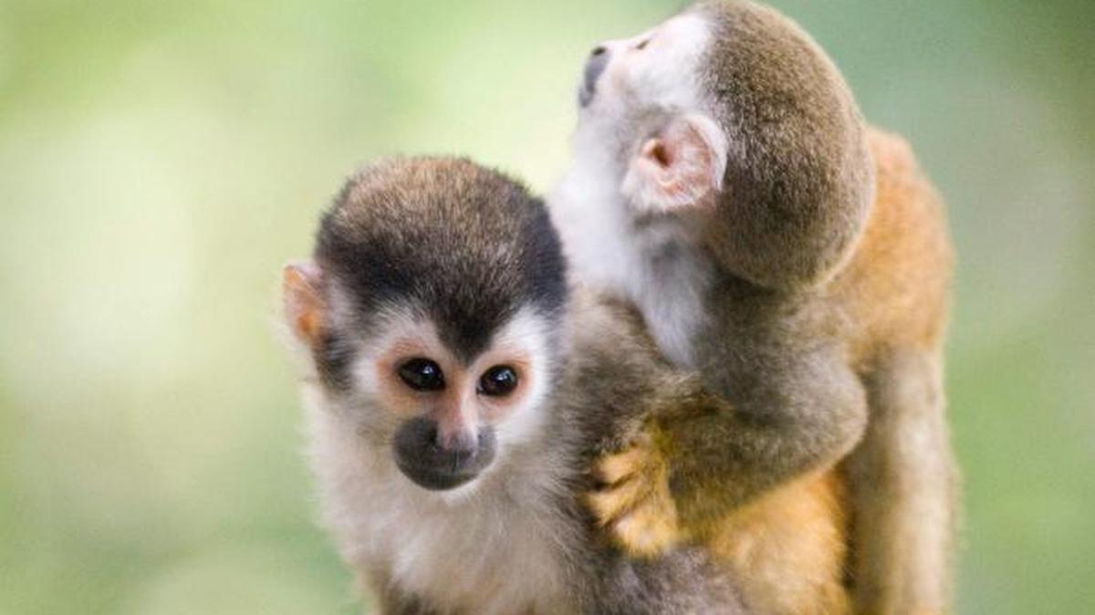 La muerte por electrocución de 12 monos tití en Costa Rica ha provocado una campaña para su protección.