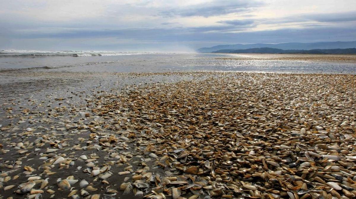 Millones de conchas en la playa de la Isla Chiloé. La presidenta chilena Michelle Bachelet decretó la región de Los Lagos como área de desastre.