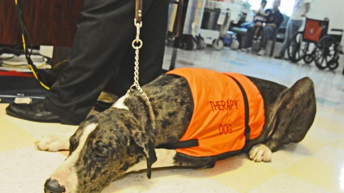 Foto de archivo de un perro llamado Max que visita a niños enfermos en el Hospital de Niños de Miami.