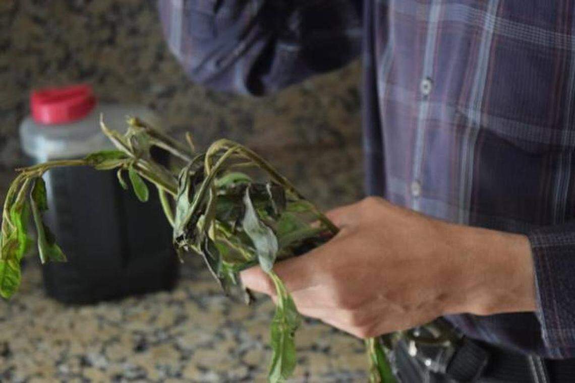 Pacientes han reportado un aumento del apetito, menos dolor y más energía después de beber el preparado con hojas o la corteza de guásimo. El número de portadores del VIH en Venezuela ha crecido, ya que los condones son escasos y prohibitivamente caros, y las campañas de salud pública y de concientización sobre el VIH han cesado.