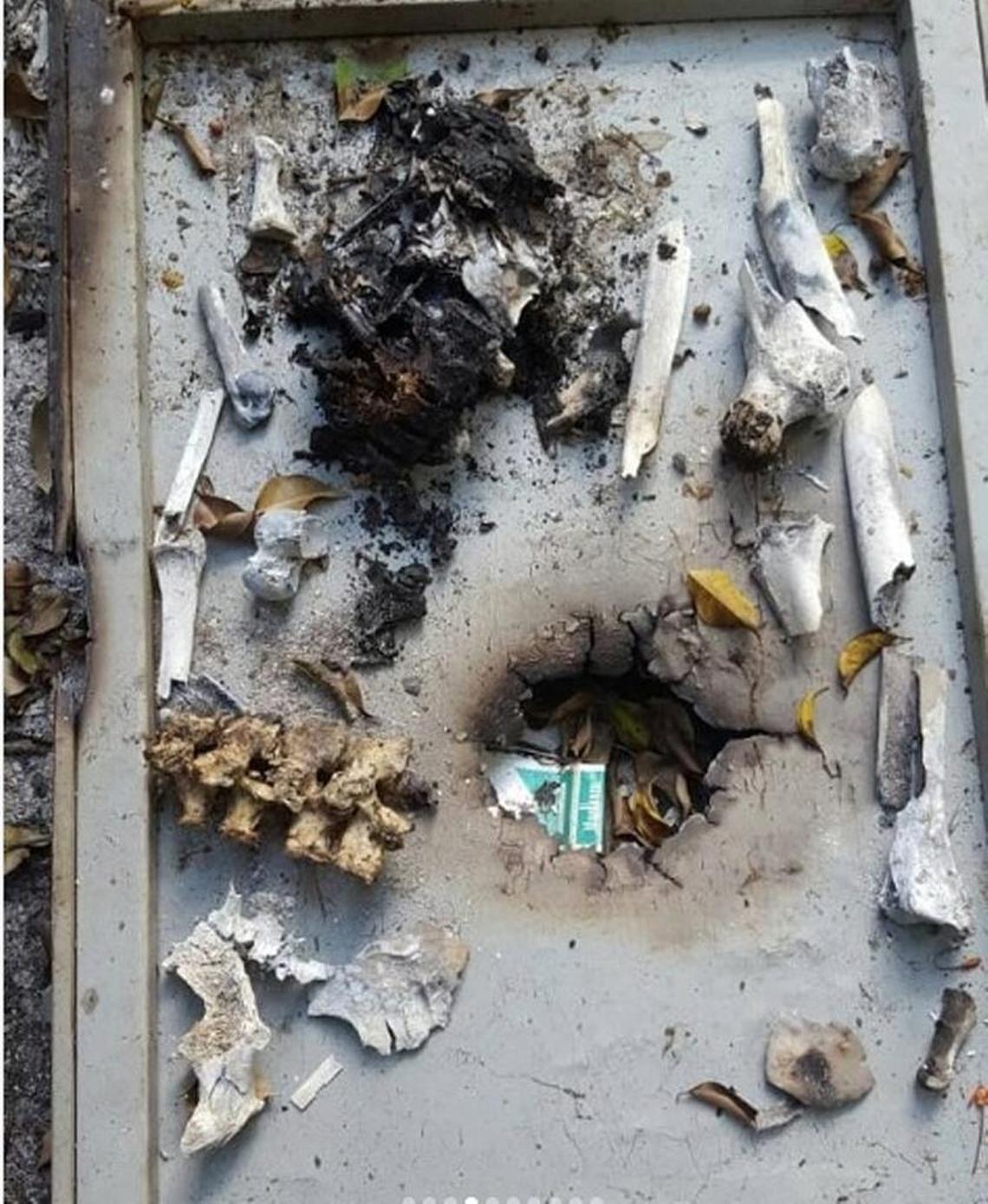 Estos fueron los huesos que las autoridades encontraron en una finca de Barlovento.