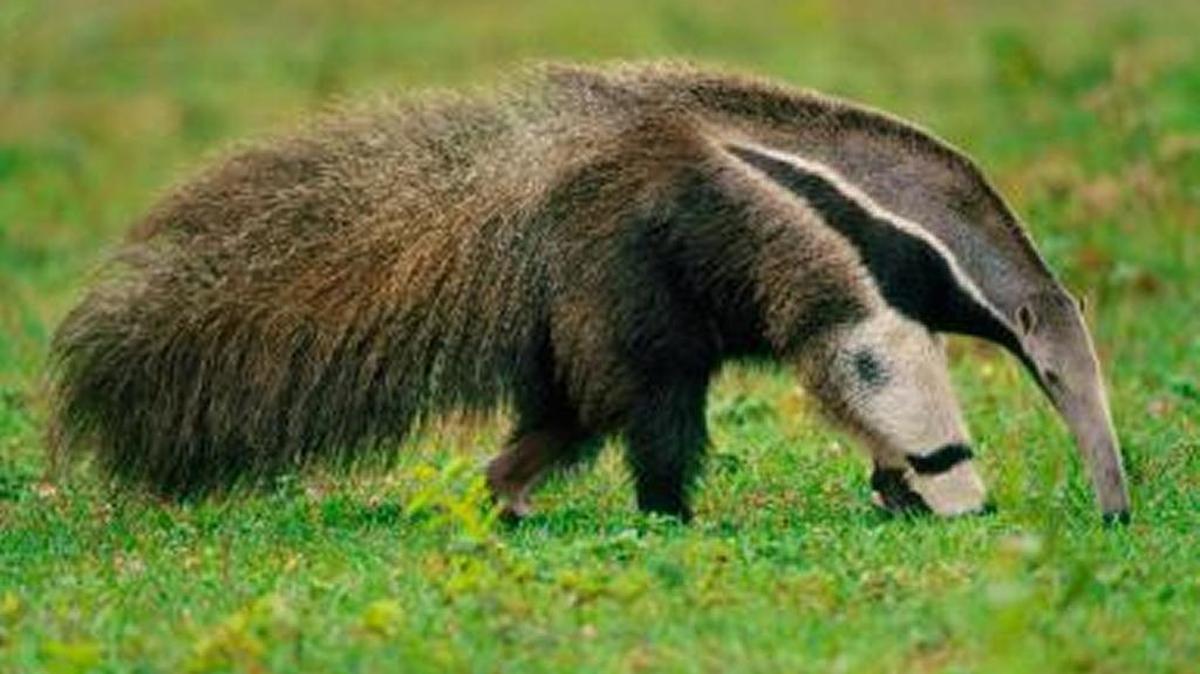 Un oso hormiguero gigante, el extraño animal silvestre sudamericano, está soendo cazado para comer en Venezuela.