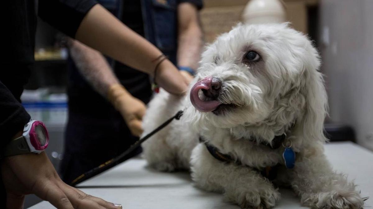 Un veterinario atiende a un perro en un centro médico-veterinario del programa gubernamental gratuito adscrito a la “Misión Nevado” en Caracas.