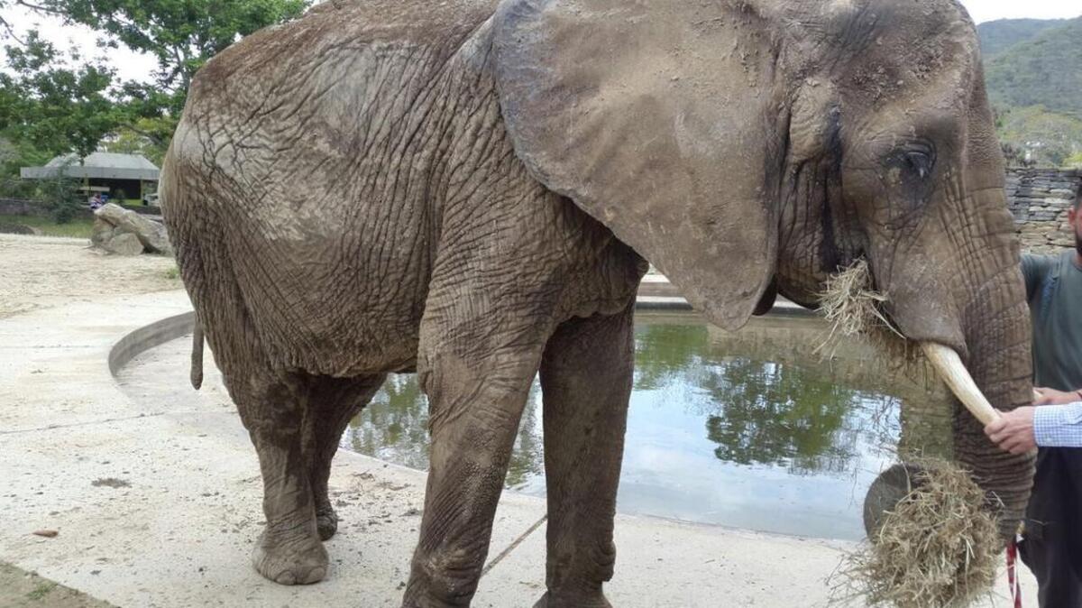 Fotos de la desnutrida elefanta africana Ruperta, de 46 años, en el Zoológico de Caricuao, Caracas, han sido ampliamente distribuidas por los periódicos venezolanos y las redes sociales.