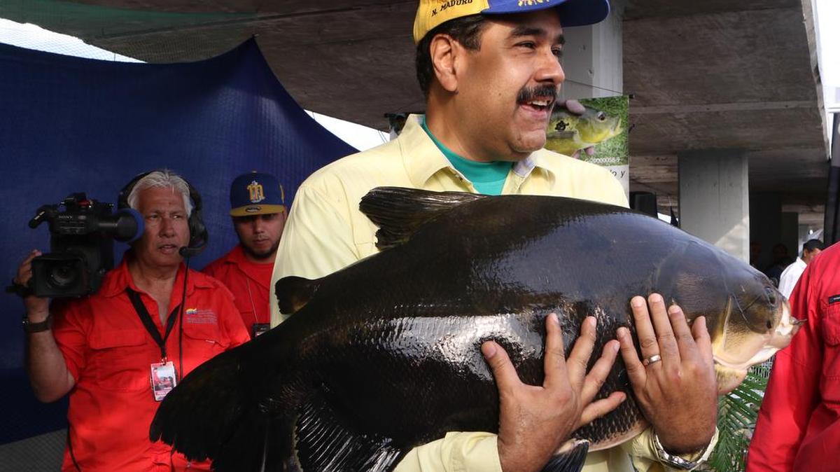 Fotografía cedida por prensa de Miraflores donde se observa al presidente venezolano Nicolás Maduro sosteniendo un pez durante un acto de gobierno hoy, domingo 28 de febrero del 2016, en la ciudad de Caracas (Venezuela).