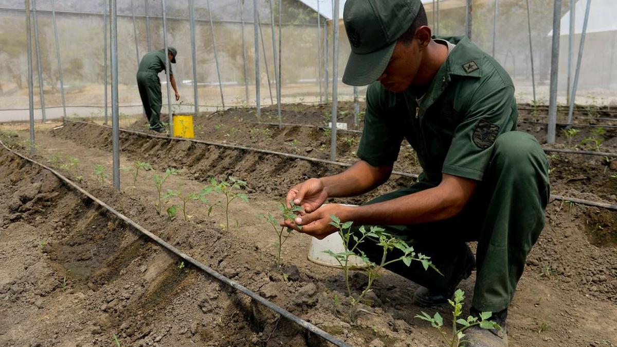 Los soldados de las Fuerza Armada Nacional Bolivariana trabajan en un invernadero en la base militar de Maracay, Venezuela, el 8 de marzo de 2016.