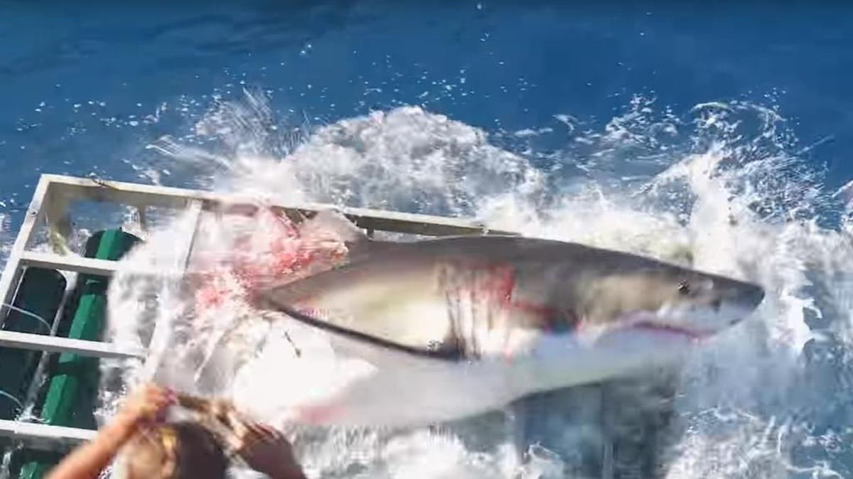 El tiburón blanco entró en una jaula de observación atraído con cebo, sufrió heridas y puso en riesgo la vida de un turista.