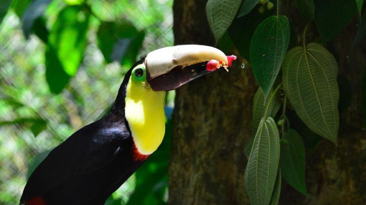El tucán Grecia, que recibió una prótesis 3D luego de perder la mitad de su pico debido a una agresión humana, se ha convertido en un símbolo contra la crueldad animal en Costa Rica.
