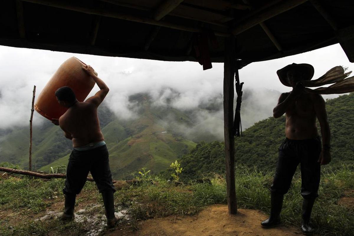 Los cultivos de coca en Colombia aumentaron 52 por ciento en el 2016, pasando de 96,000 hectáreas en el 2015 a 146,000 ese año más tarde, según el informe Simci.