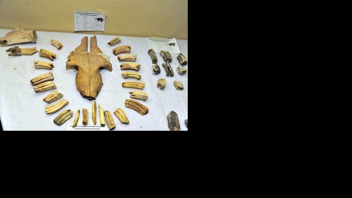 
La erosión de fuertes vientos en Padilla, al este de Bolivia, ha puesto a la vista restos de mastodontes y gliptodontes de la era Cenozoica, un tesoro paleontológico de incalculable valor. 
