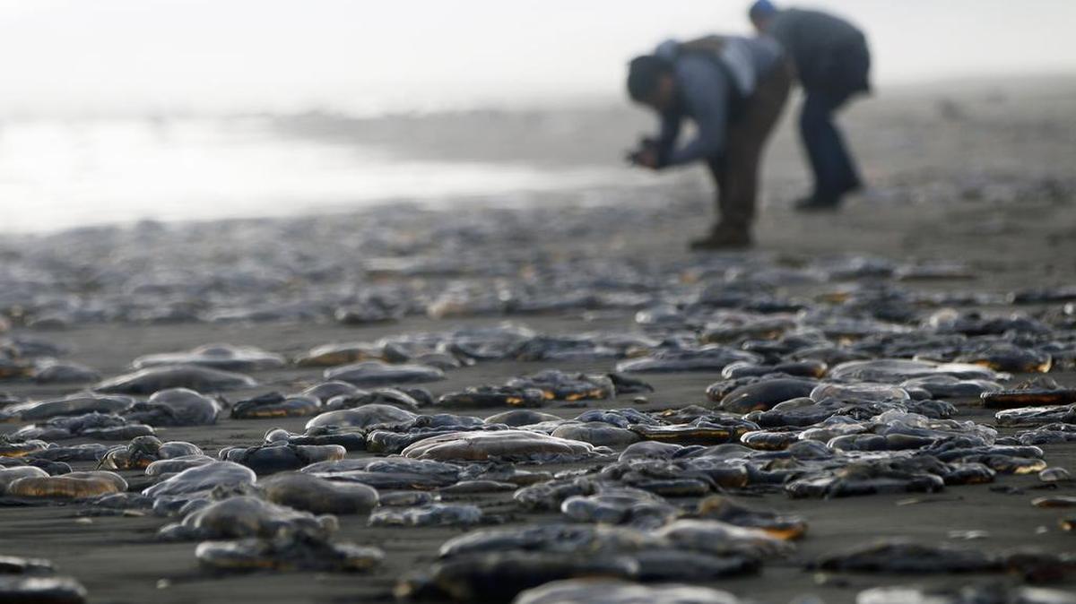 Dos personas fotografían medusas muertas en la playa de Cucao en la Isla de Chiloé, localidad ubicada a 1229 Kilómetros al sur de Santiago Chile.