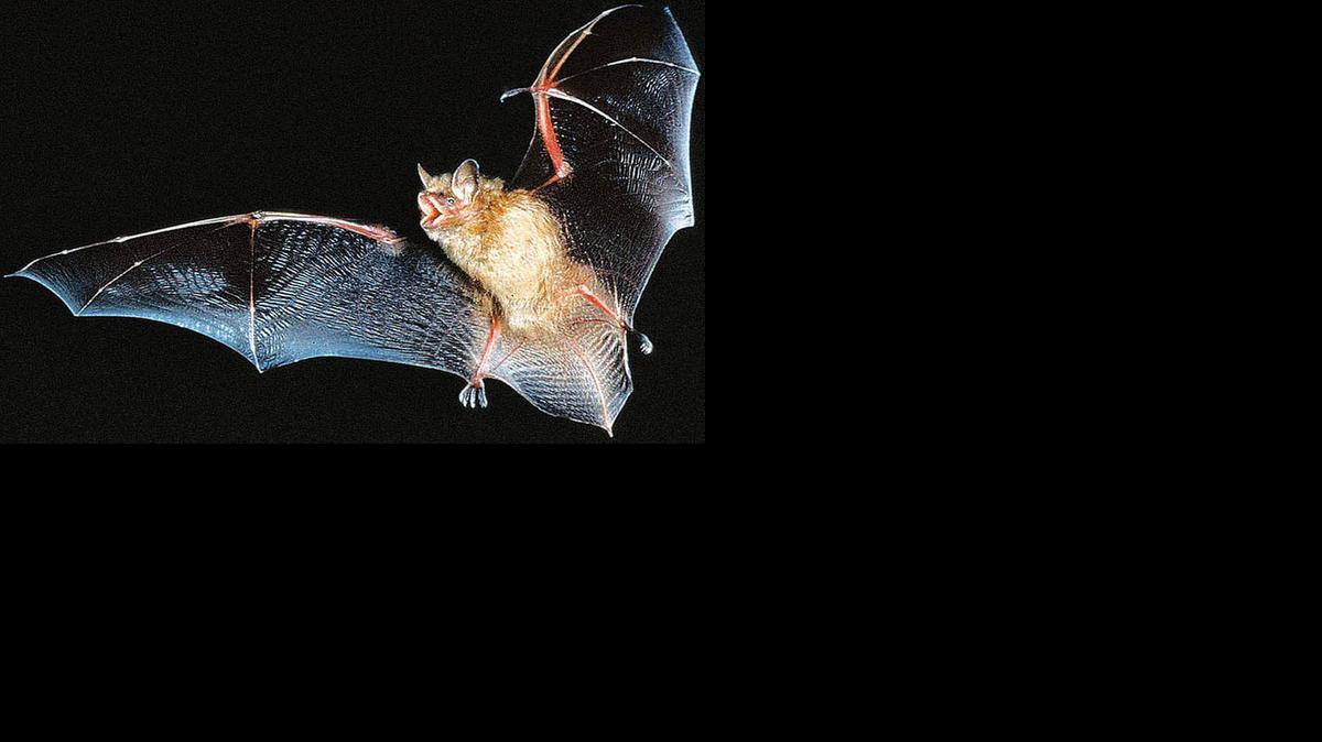 
El Festival del Murciélago, celebrado en Puerto Rico, tiene como finalidad ayudar a proteger estos mamíferos que son de gran importancia para el medio ambiente. 
