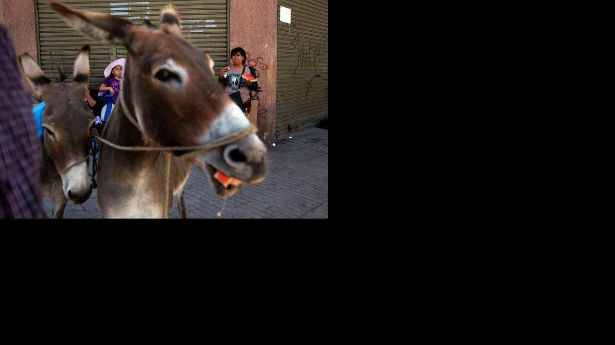 
Burras productoras de leche que los hermanos Marco y Ricardo Alegría venden en las calles de Santiago de Chile.
