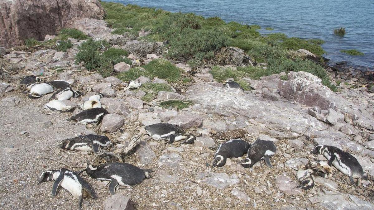 Fotografía cedida el martes 8 de noviembre de 2016 por el Centro de Investigaciones de Puerto Deseado de la Universidad Nacional de la Patagonia Austral, de algunos de los 370 pingüinos adultos que aparecieron muertos en la reserva natural de Isla Quiroga, Puerto Deseado.