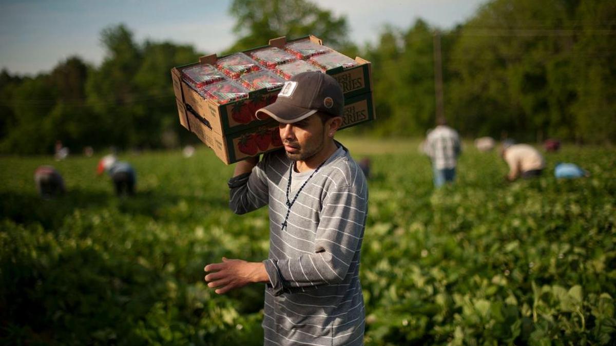 Un trabajador inmigrante lleva fresas a un camión durante la cosecha en una granja de Carolina del Norte.