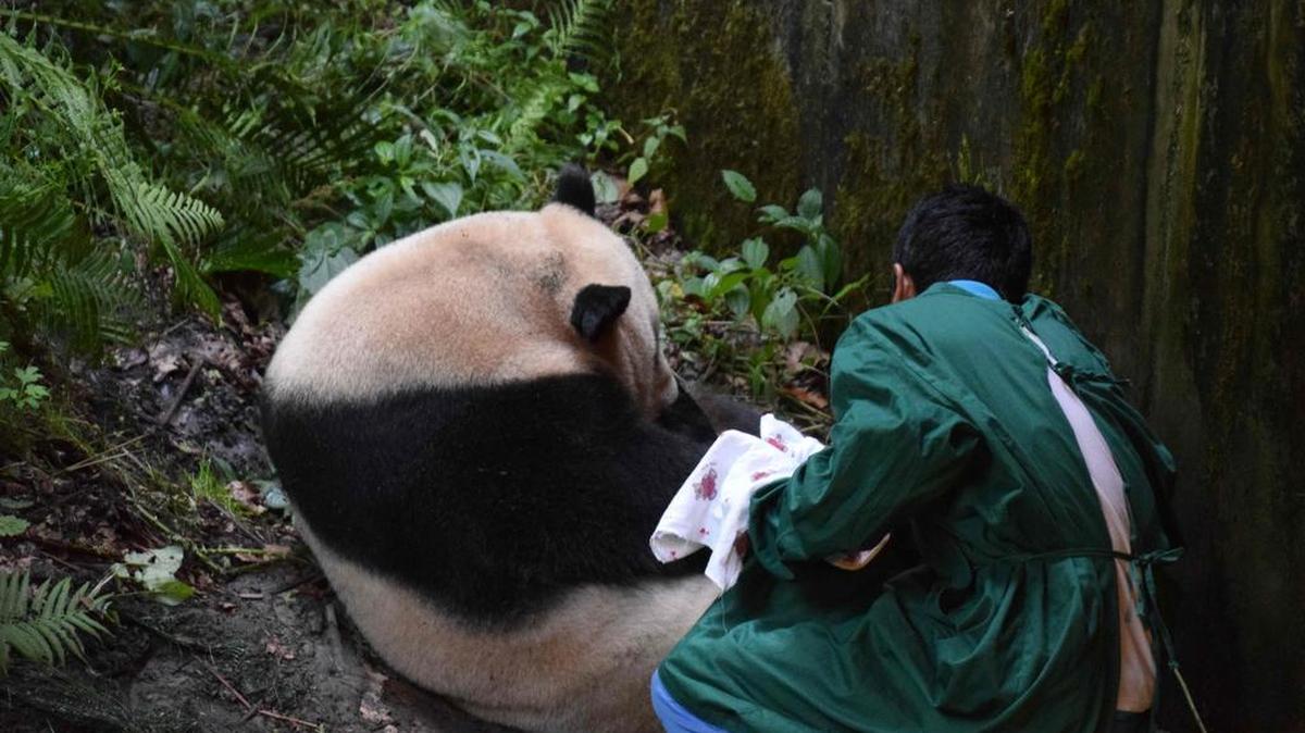 Esta foto tomada el 31 de julio de 2017 muestra a un encargado que recupera un cachorro de la panda de su madre Cao Cao en Wolong en la provincia al sudoeste de Sichuan de China.