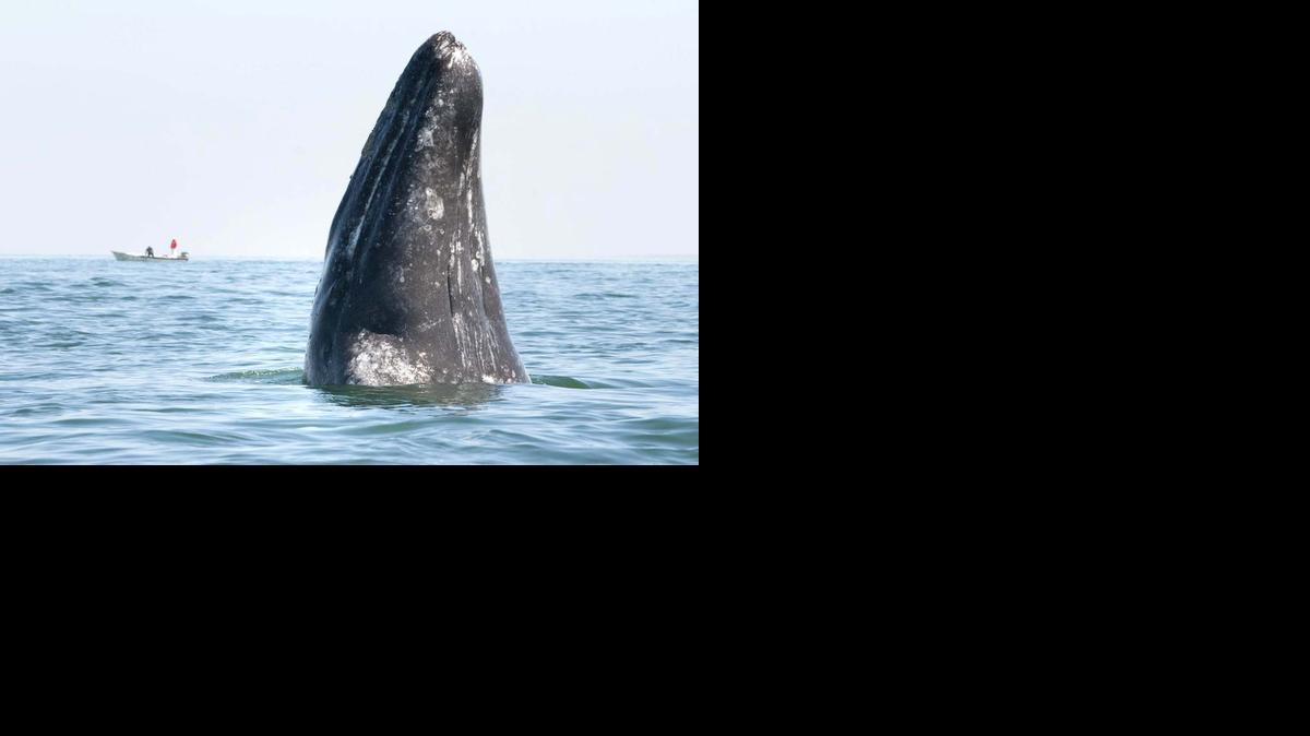 
Imagen de archivo cedida el 11 de marzo de 2015, de una ballena gris en las costas mexicanas de Baja California. Tras haber alcanzado este año el pico de población más alto en casi dos décadas, la ballena gris se consolida como uno de los reclamos turísticos del estado mexicano de Baja California Sur, destino habitual de visitantes de Estados Unidos y Canadá. 

