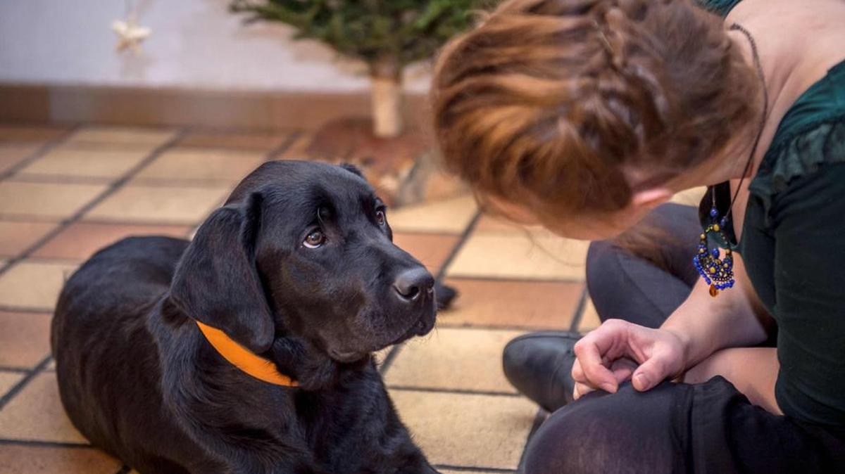Esta foto de archivo tomada el 17 de diciembre de 2014 muestra a una mujer jugando con "Joke", un perro guía, en Roncq, en el norte de Francia.