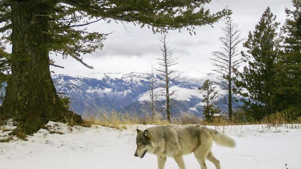 Un lobo camina por una región remota en el este del condado de Wallowa, Oregon, el 4 de diciembre del 2014.