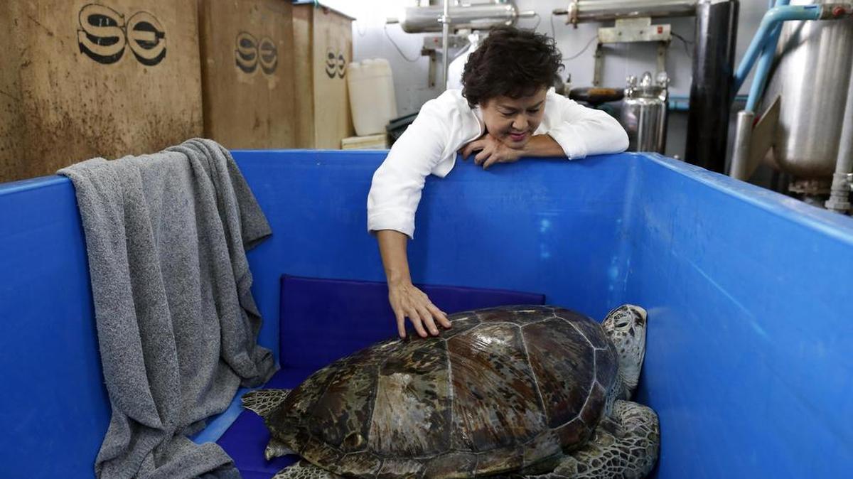 La veterinaria Nantarika Chansue cuida de una tortuga verde (Chelonia mydas) llamada "Om Sin" un día después de que tuviese que ser intervenida para extraerle 915 monedas de su estómago, en Bangkok (Tailandia), el 7 de marzo de 2017.