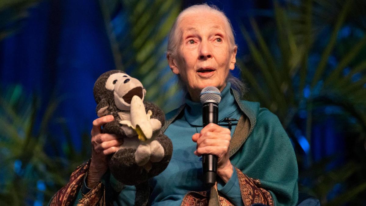 La doctora Jane Goodall durante la conferencia “An Evening With Jane Goodall: Inspiring Hope Through Action” en el Ocean Bank Convocation Center de la Universidad Internacional de la Florida (FIU), el viernes 31 de marzo de 2023 en Miami.