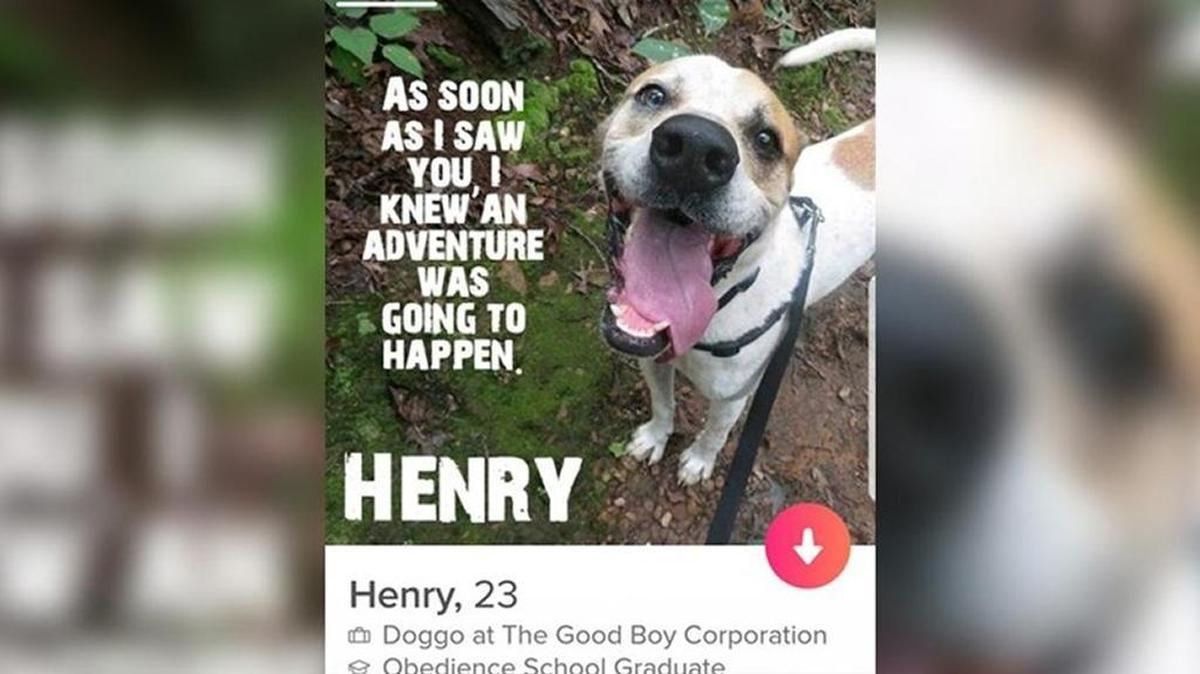 El aviso de Henry en la aplicación de citas para humanos Tinder.