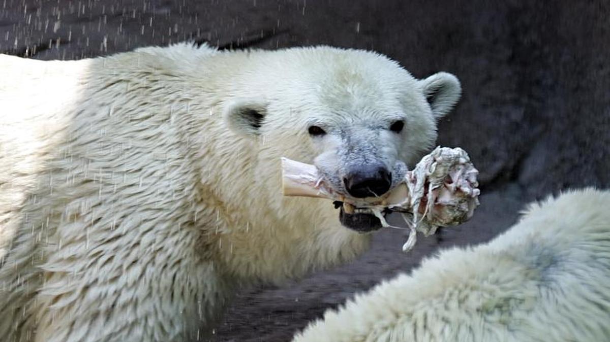 En esta foto de archivo del 02 de agosto 2006, el oso polar Klondike, izquierda, goza de un hueso de mango congelado mientras Coldilocks está cerca, en el calor del mediodía en el zoológico de Filadelfia, en Filadelfia.
