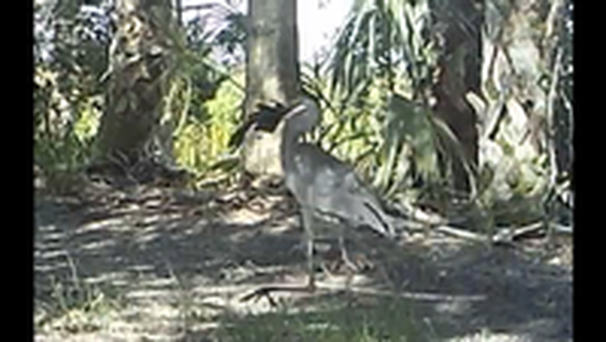 Videos de cámaras de rastreo compartidos por funcionarios de vida silvestre de la Florida muestran garzas que han estado deambulando con un extraño pez acorazado colgando de su pico, y hay una razón por la que las criaturas no parecen familiares. Facebook.