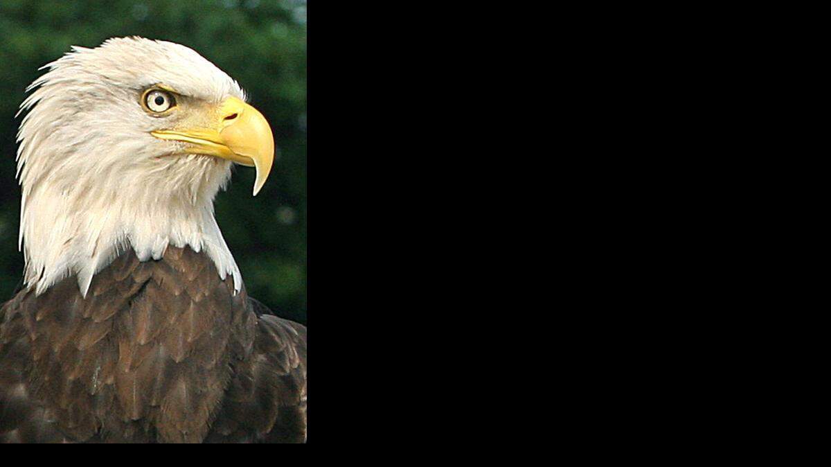 
Mas de la mitad de las especies de pájaros de Norteamérica, como el águila calva, símbolo de EEUU, están amenazadas por el cambio climático,
