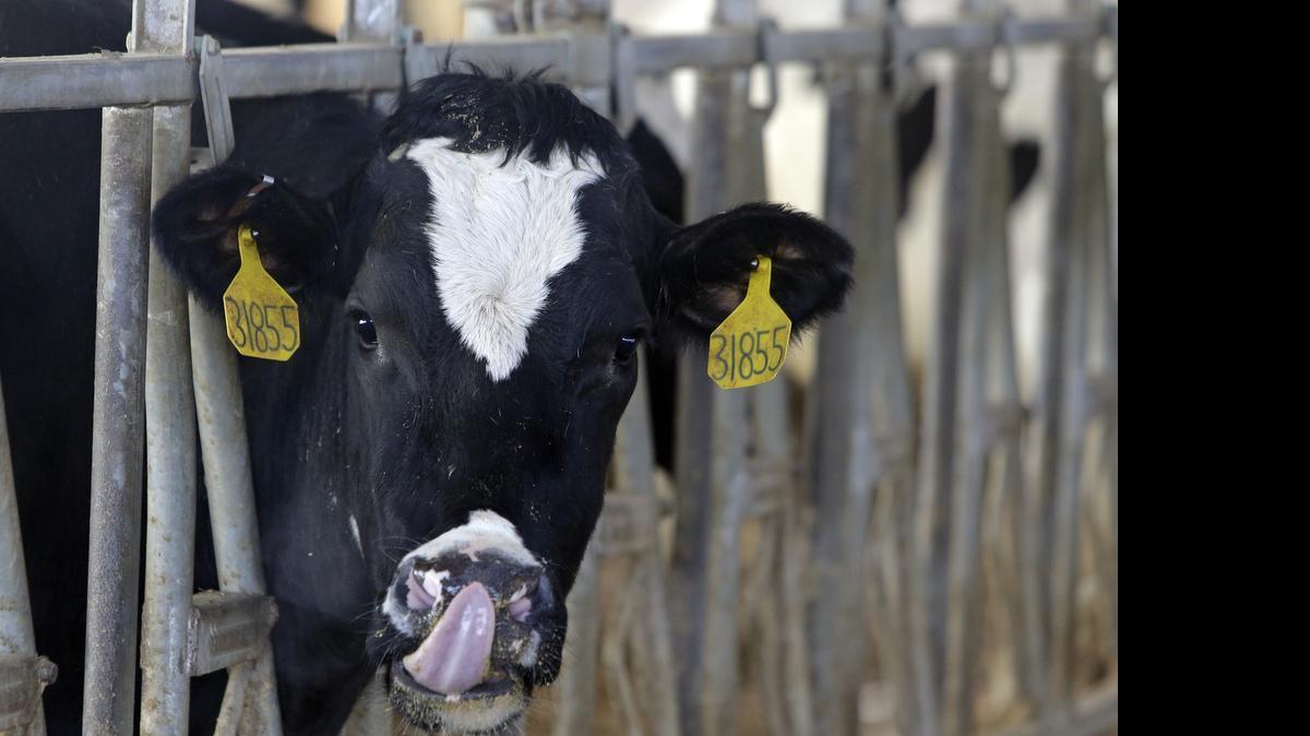 
Los antibióticos usados en el ganado vacuno, ovino y en aves de corral serán administrados solo por veterinarios.
