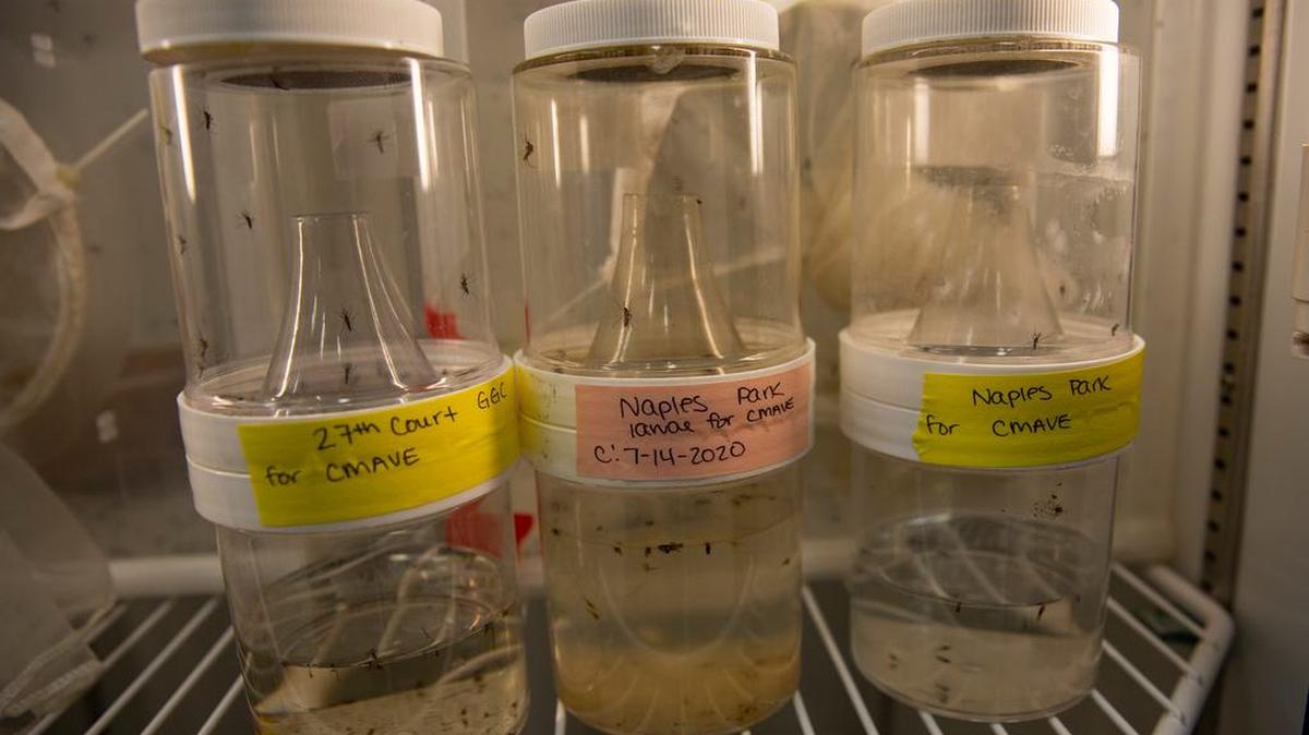 Los mosquitos Aedes Aegypti aparecen en frascos, el lunes 20 de julio de 2020, almacenados en un laboratorio en las oficinas del Distrito de Control de Mosquitos de Collier en Nápoles.