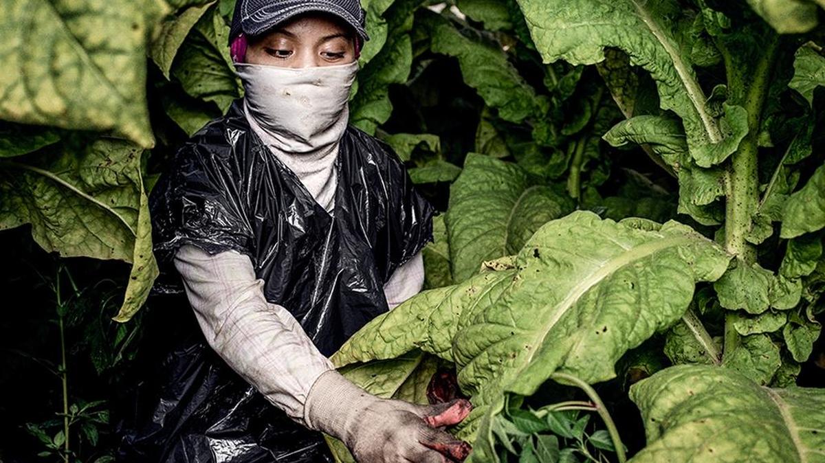 ‘Sofía’, una trabajadora del tabaco de 17 años, en una hacienda en Carolina del Norte. Empezó cuando tenía 13 años y dijo que su madre fue la única persona que le enseñó a protegerse en los campos.