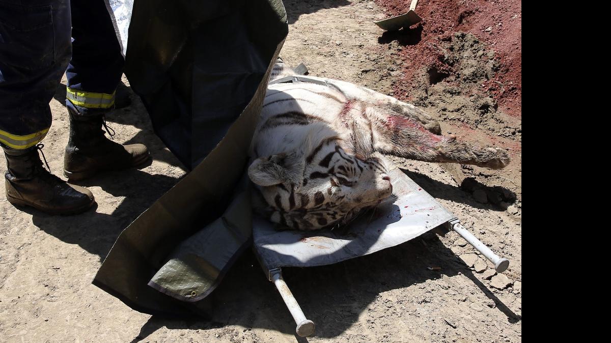 
El felino atacó a cuatro trabajadores de una piscina fuera de servicio situada en las inmediaciones del zoo, en la que aparentemente se había refugiado todo este tiempo.
