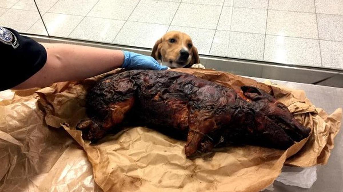 El perro de los agentes migratorios llamado “Joey” (quien por la foto parece tener muchas ganas de probar la mercancía) fue quien alertó a las autoridades sobre el puerco asado, ocurrido durante el fin de semana de la tradicional celebración del Día de Acción de Gracias. La maleta pertenecía a una persona que viajaba desde Perú.