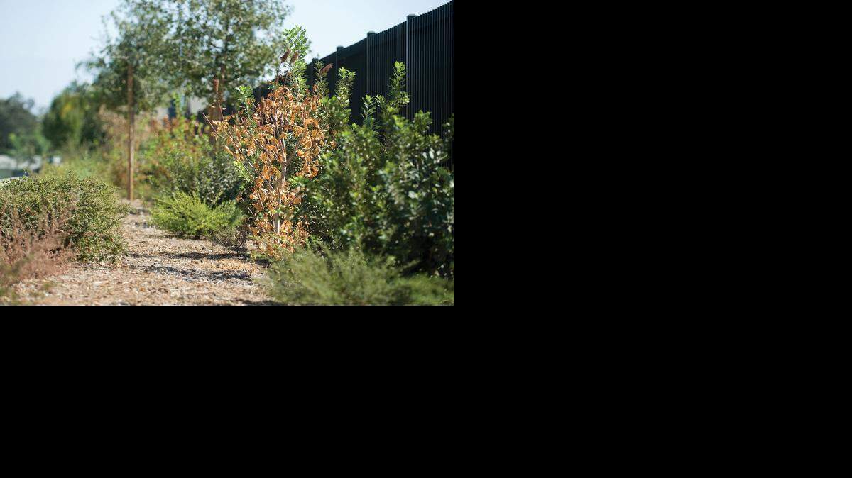 <cutline_leadin>La sequia</cutline_leadin> también ha perjudicado los miles de campos agrícolas del Valle Central que históricamente han dado la mayoría de frutas y legumbres al mercado.