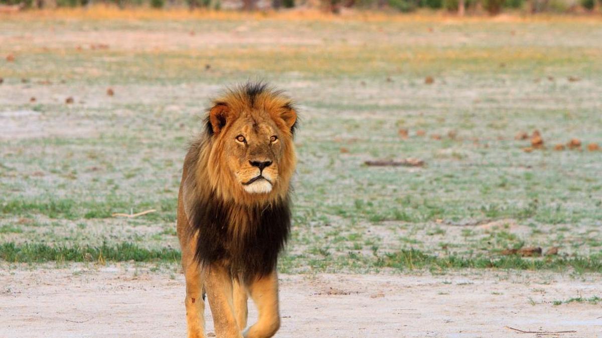 
El Gobierno de Zimbabue solicitó el viernes formalmente a Estados Unidos la extradición de Palmer por la caza de Cecil, pero hasta ahora el Ejecutivo no se ha pronunciado al respecto.
